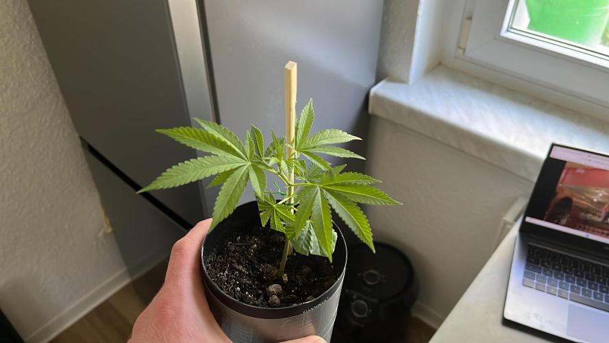 Monster Cropping 1.0. Week 3