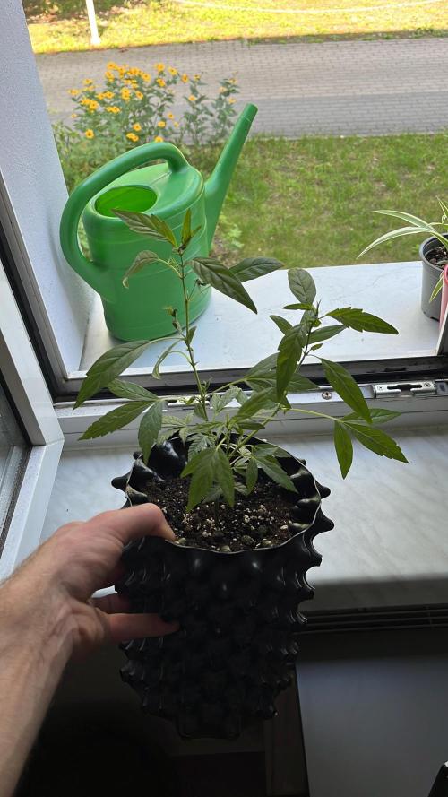 Monster Cropping 1.0. Week 3