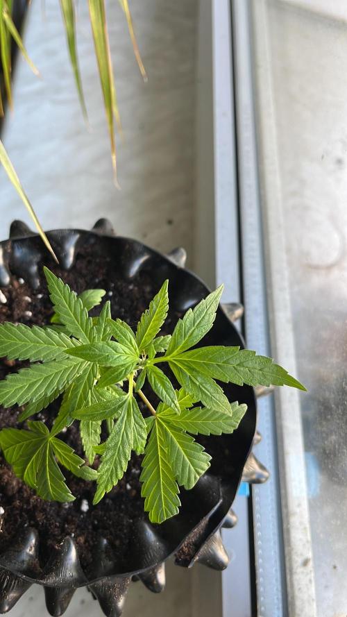 Monster Cropping 1.0. Week 3