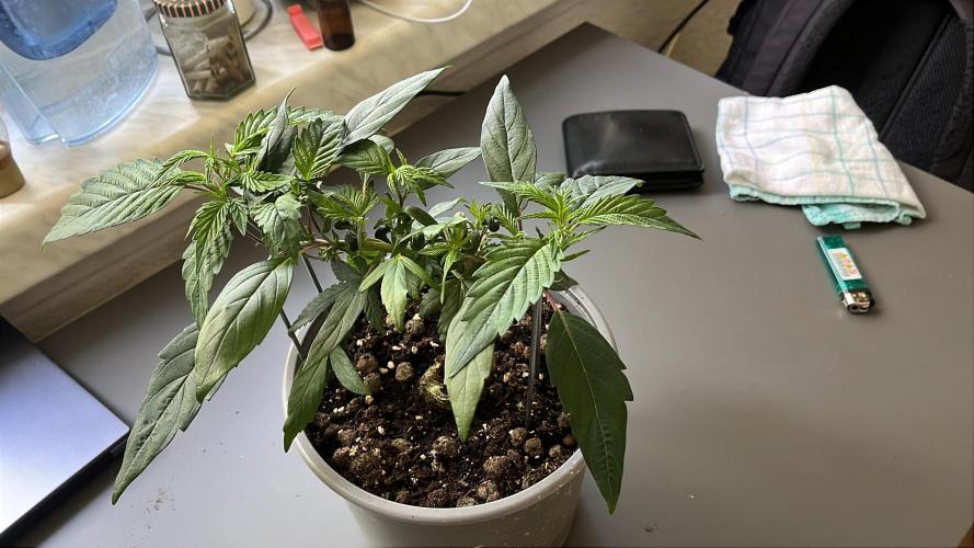 Monster Cropping 1.0. Week 5