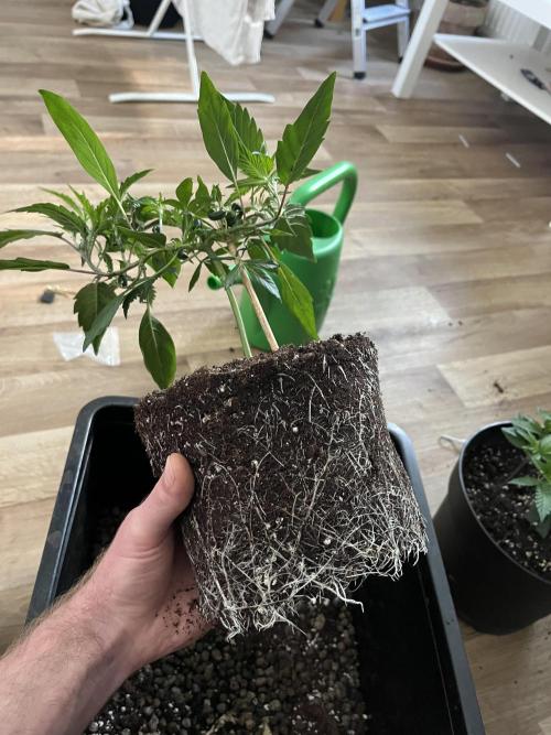 Monster Cropping 1.0. Week 5