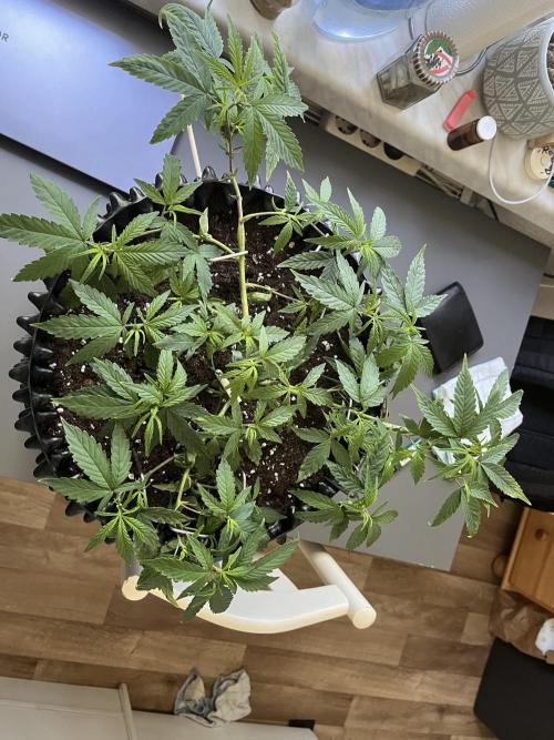 Monster Cropping 1.0. Week 5