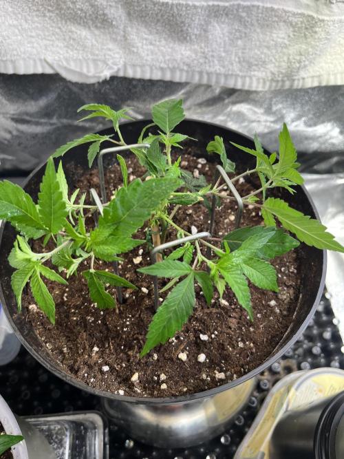 Monster Cropping 1.0. Week 5