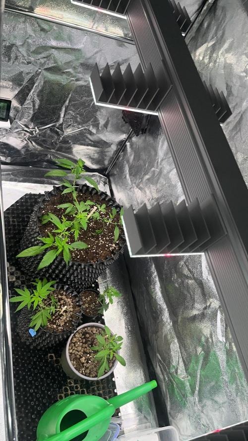 Monster Cropping 1.0. Week 5