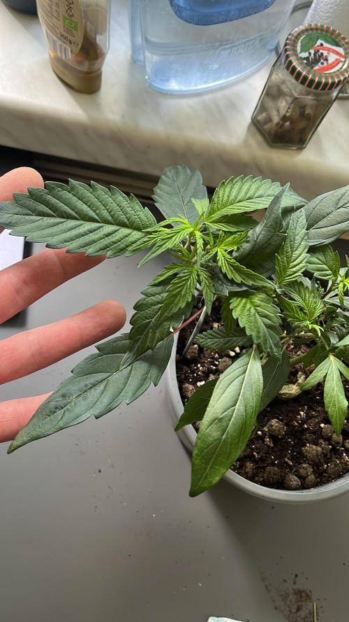 Monster Cropping 1.0. Week 5