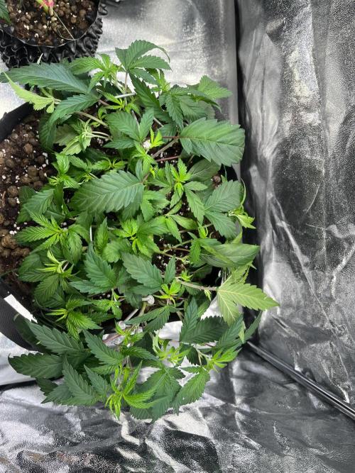 Monster Cropping 1.0. Week 6