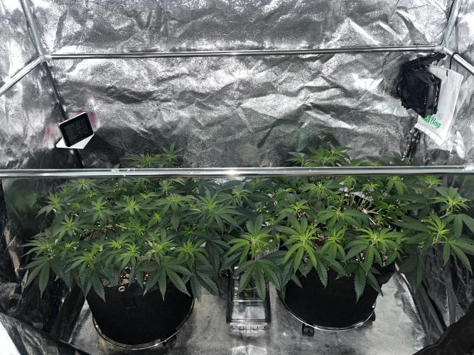 Monster Cropping 1.0. Week 6