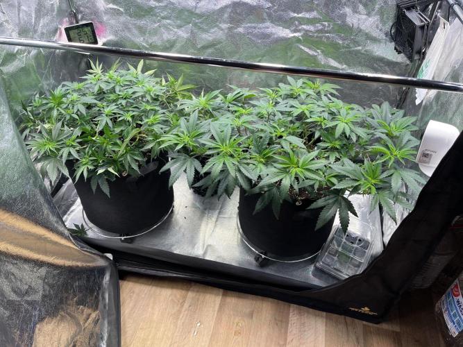 Monster Cropping 1.0. Week 6