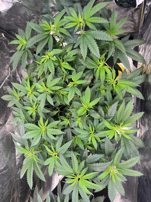 Monster Cropping 1.0. Week 6