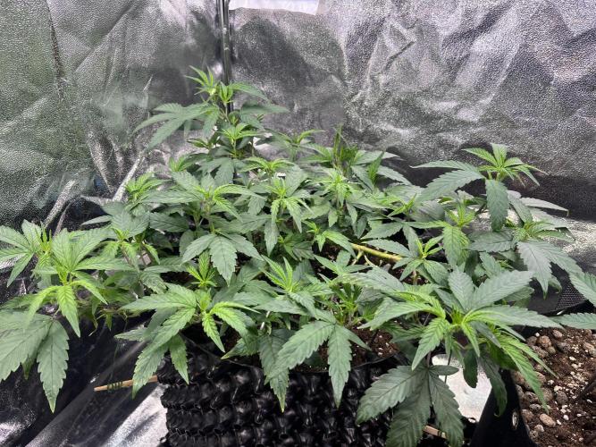 Monster Cropping 1.0. Week 6