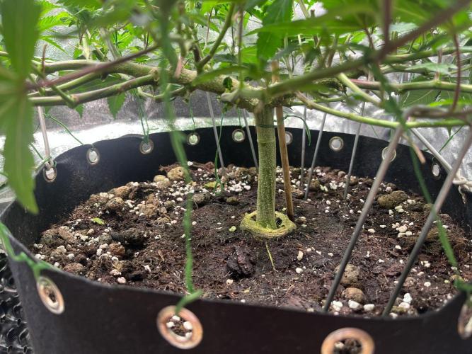 Monster Cropping 1.0. Week 7