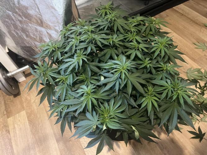 Monster Cropping 1.0. Week 7