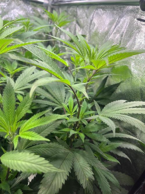 Monster Cropping 1.0. Week 7