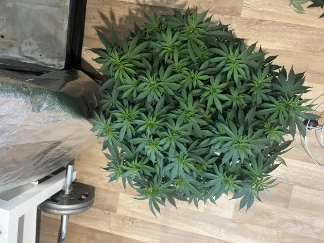 Monster Cropping 1.0. Week 7