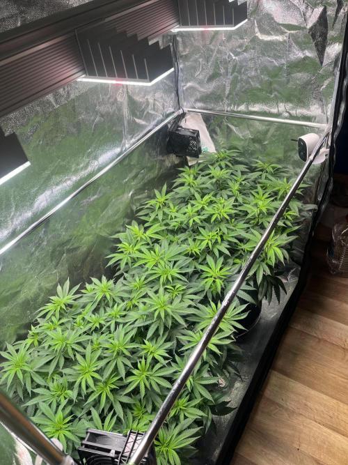 Monster Cropping 1.0. Week 7