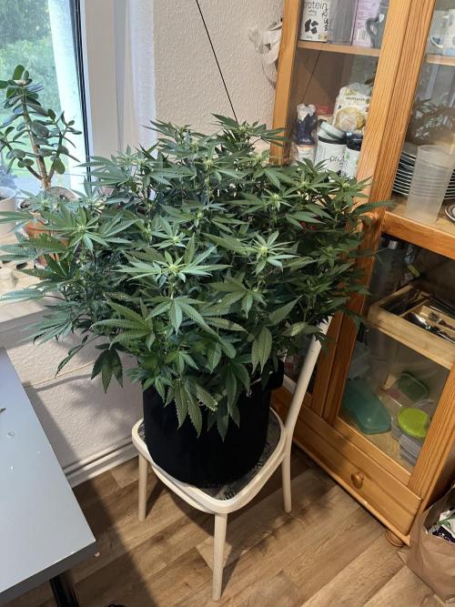 Monster Cropping 1.0. Week 10