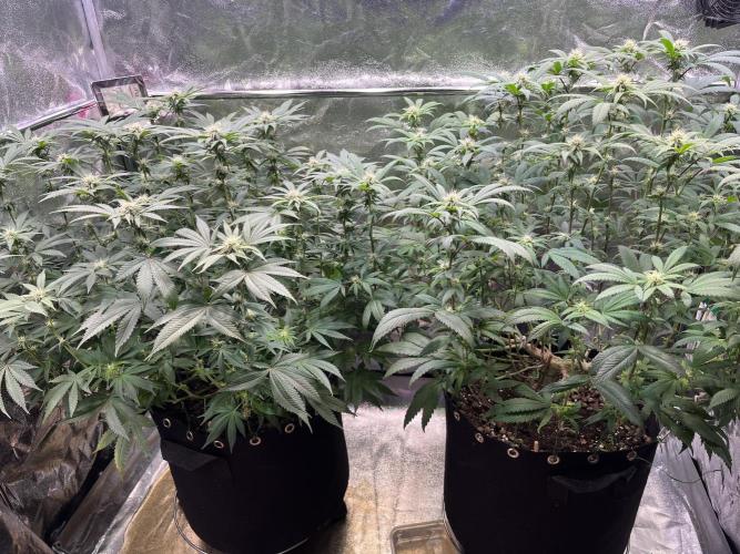 Monster Cropping 1.0. Week 10