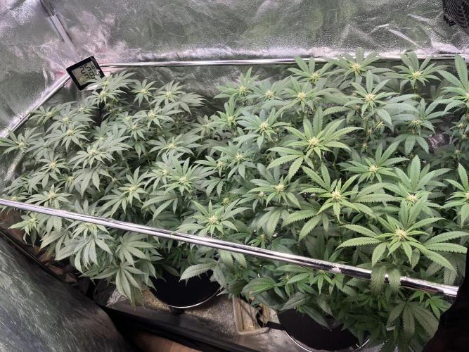 Monster Cropping 1.0. Week 10