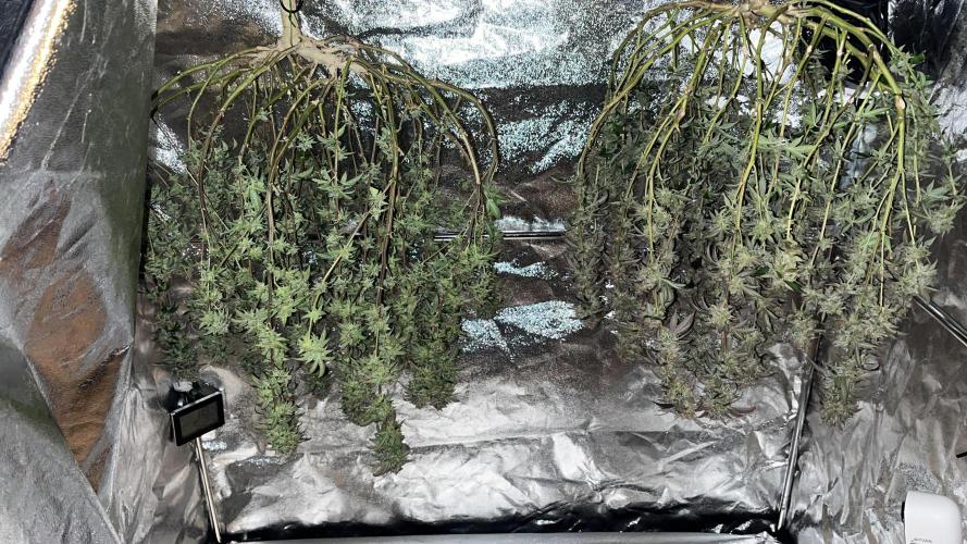 Monster Cropping 1.0. Week 17