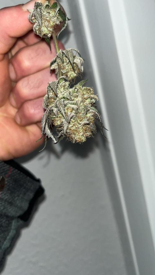 Monster Cropping 1.0. Week 17