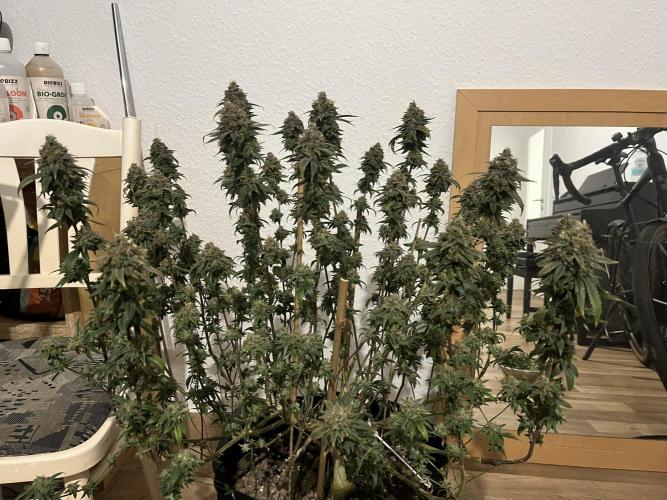 Monster Cropping 1.0. Week 17