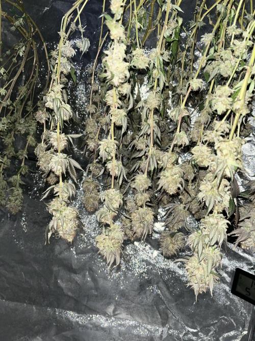 Monster Cropping 1.0. Week 17