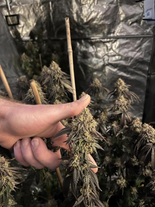 Monster Cropping 1.0. Week 17