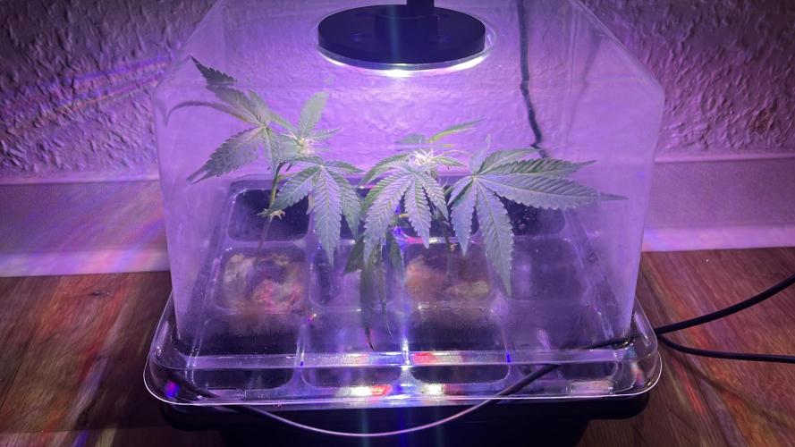 Monstercropping 1.1. Week 1