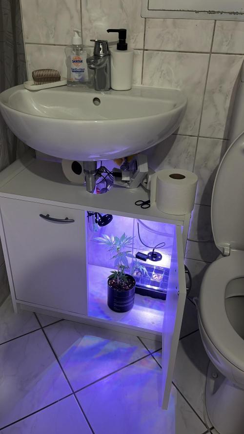 Monstercropping 1.1. Week 1