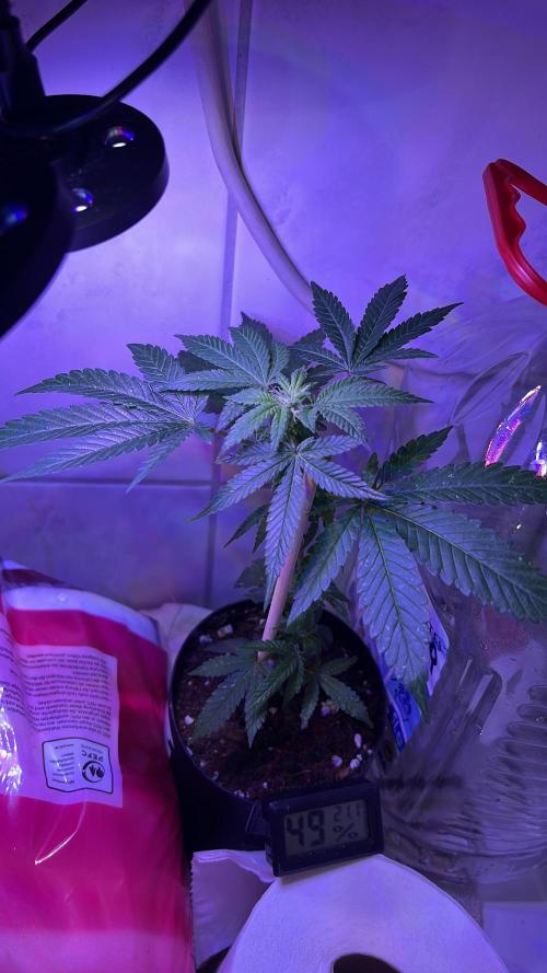 Monstercropping 1.1. Week 1