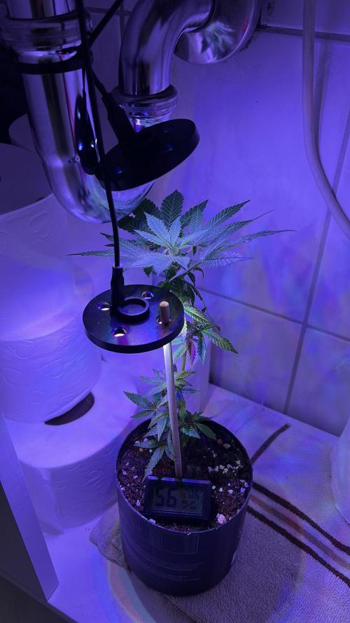 Monstercropping 1.1. Week 1