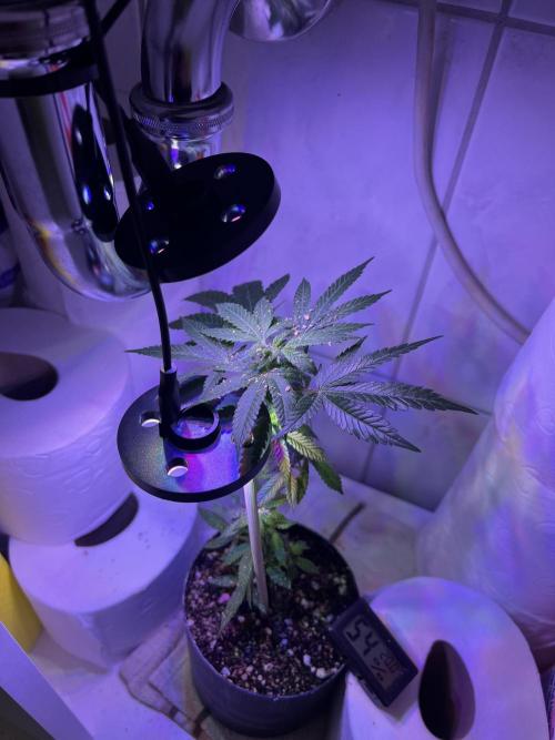 Monstercropping 1.1. Week 1