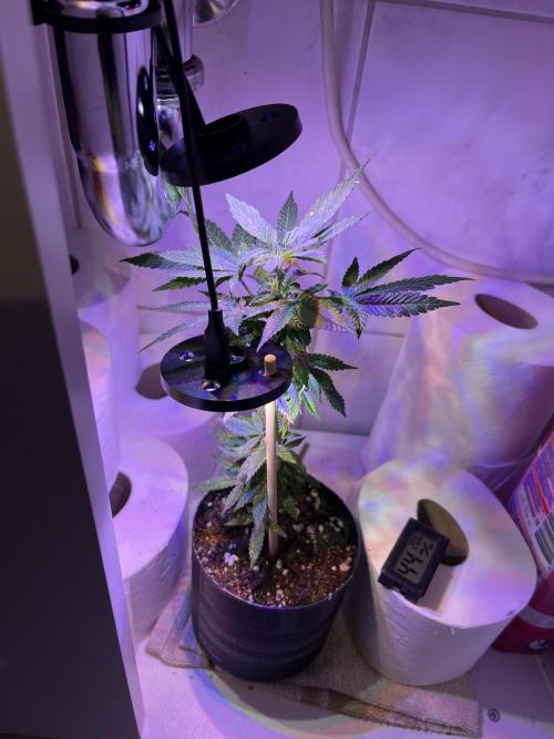 Monstercropping 1.1. Week 1