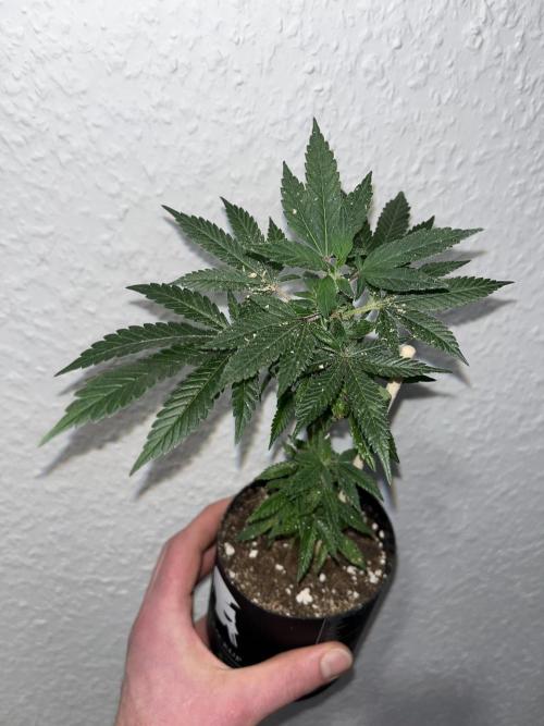 Monstercropping 1.1. Week 1