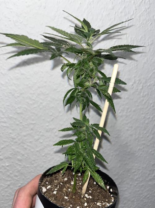 Monstercropping 1.1. Week 1