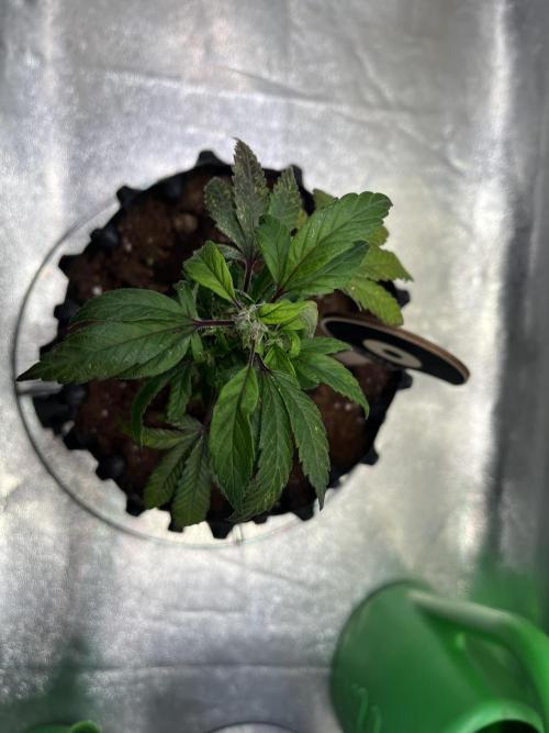 Monstercropping 1.1. Week 2