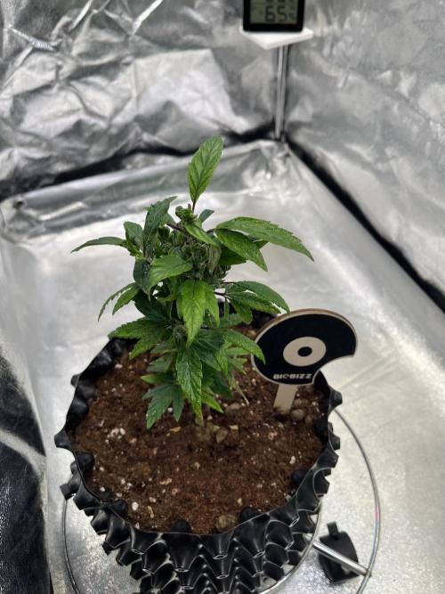 Monstercropping 1.1. Week 2