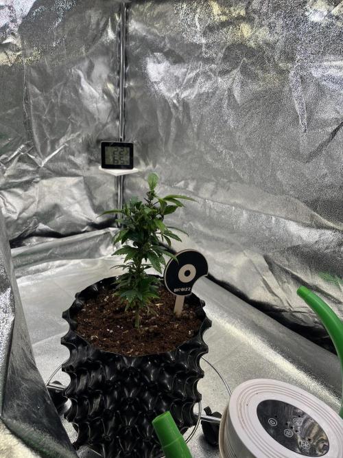 Monstercropping 1.1. Week 2