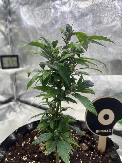 Monstercropping 1.1. Week 2