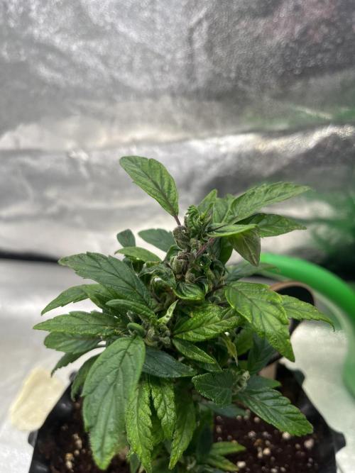 Monstercropping 1.1. Week 2