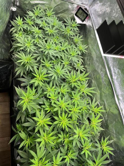 Monster Cropping 1.0. Week 8