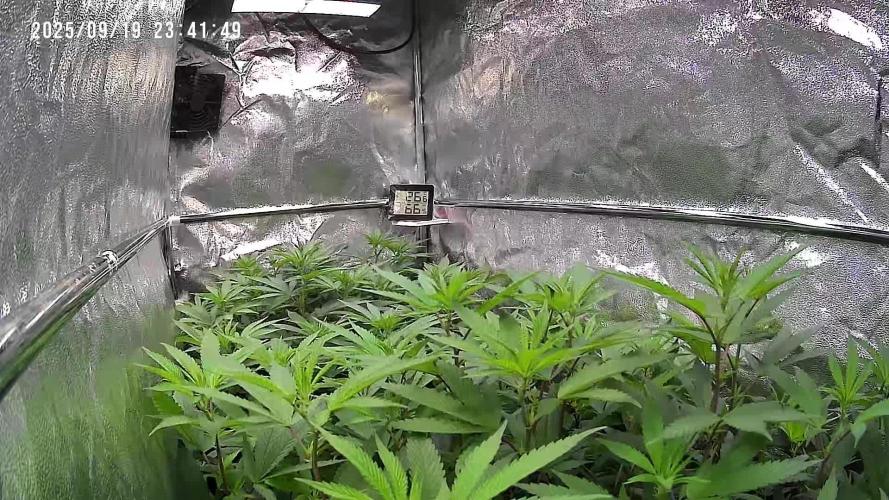 Monster Cropping 1.0