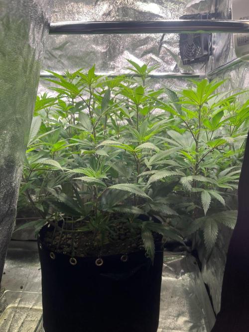 Monster Cropping 1.0. Week 8