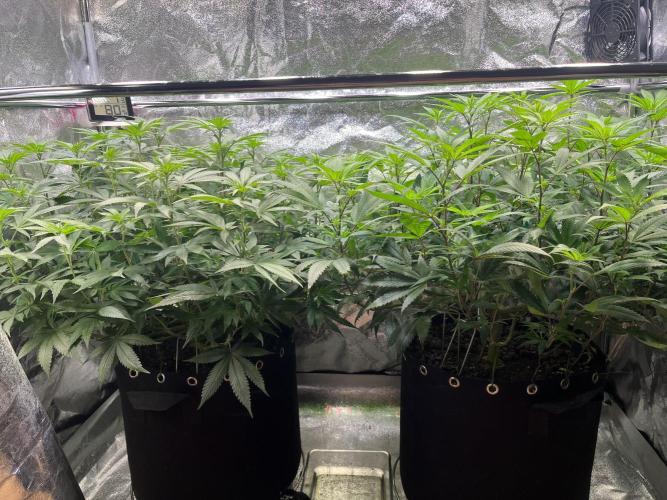 Monster Cropping 1.0. Week 8