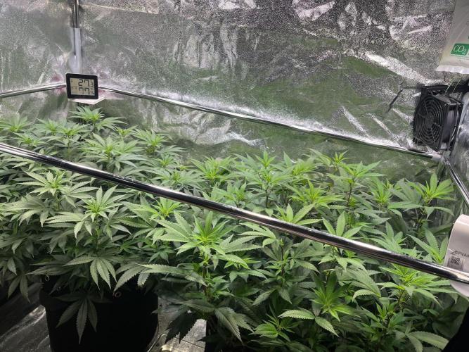 Monster Cropping 1.0. Week 8