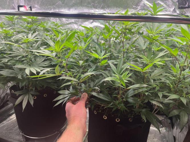 Monster Cropping 1.0. Week 8