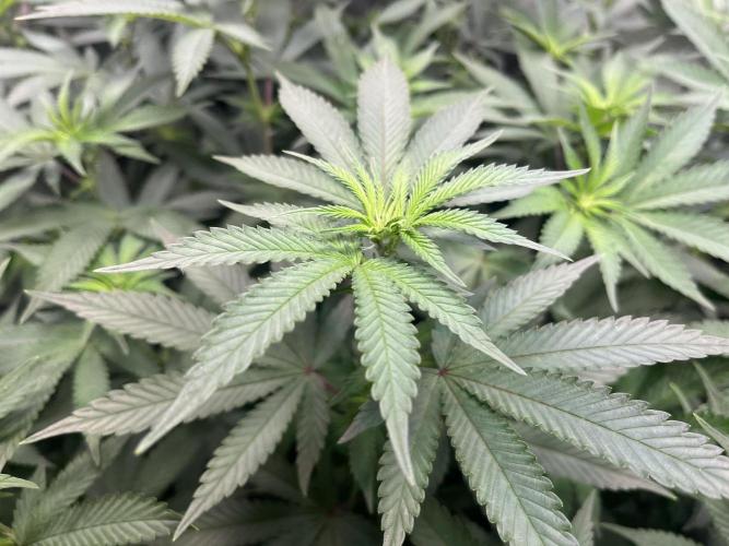 Monster Cropping 1.0. Week 8