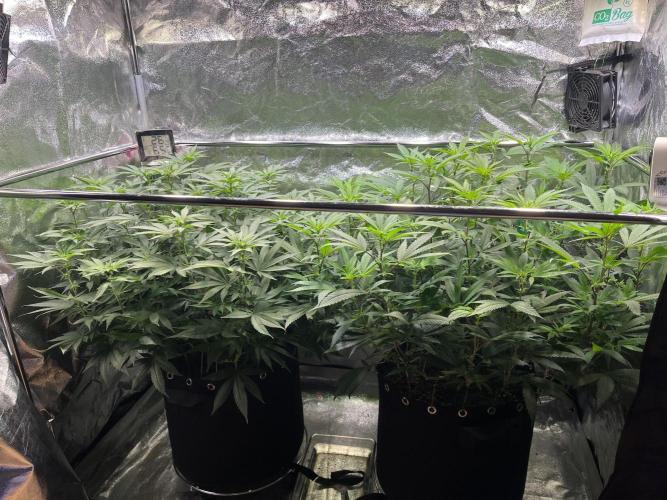 Monster Cropping 1.0. Week 8