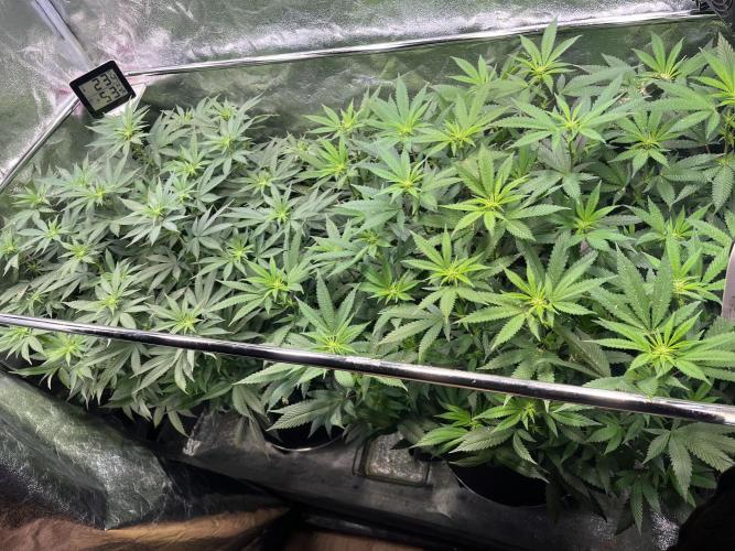 Monster Cropping 1.0. Week 8