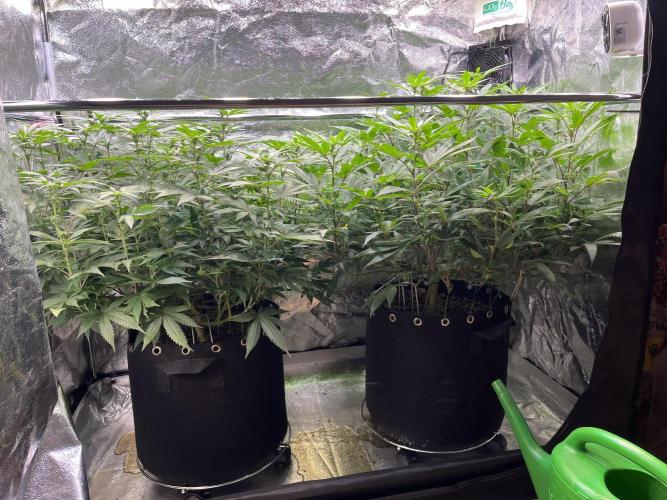 Monster Cropping 1.0. Week 8